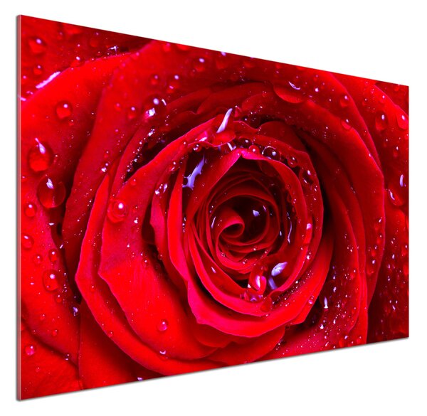 Dekorační panel sklo Květ růže pksh-100979783