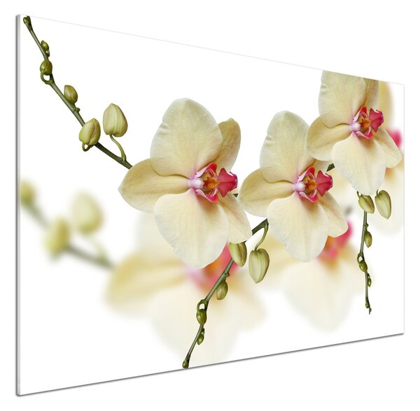 Skleněný panel do kuchynské linky Orchidej pksh-102443917