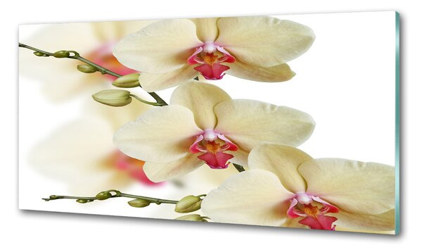 Skleněný panel do kuchynské linky Orchidej pksh-102443917