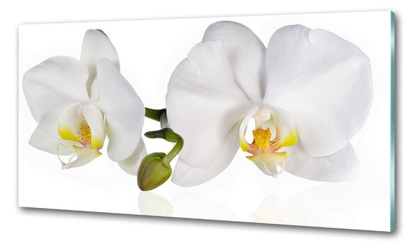 Skleněný panel do kuchynské linky Orchidej pksh-103920801