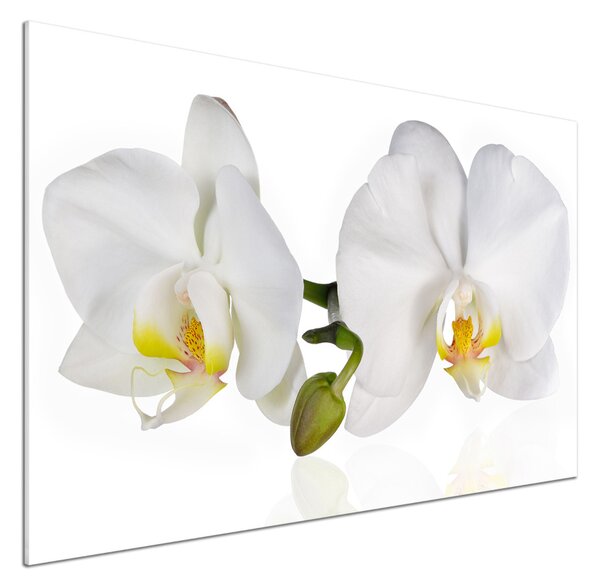 Skleněný panel do kuchynské linky Orchidej pksh-103920801