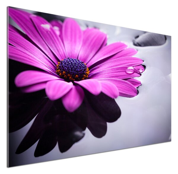 Skleněný panel do kuchyně Gerbera pksh-104053300