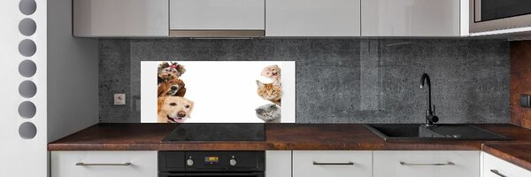 Dekorační panel sklo Psy a kočky pksh-104206550