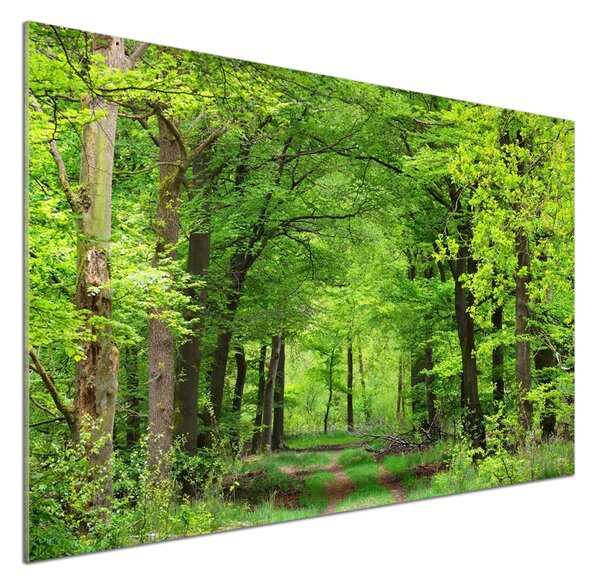 Dekorační panel sklo Jarní les pksh-104709227