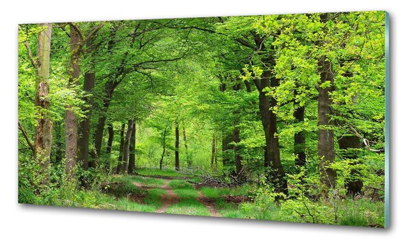 Dekorační panel sklo Jarní les pksh-104709227
