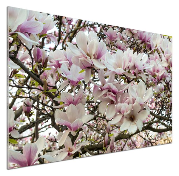 Panel do kuchyně Květiny magnolie pksh-107287859