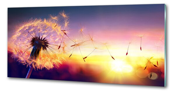 Dekorační panel sklo Pampeliška pksh-107327055