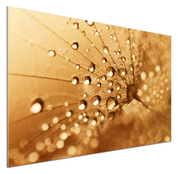 Dekorační panel sklo Pampeliška pksh-108043711