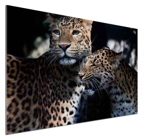 Dekorační panel sklo Dva levharti pksh-109930645