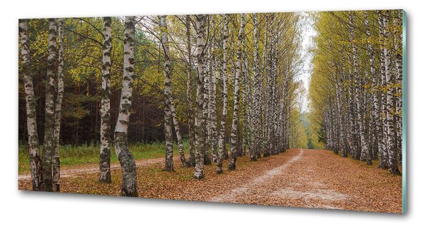Dekorační panel sklo Alej bříz pksh-111097387