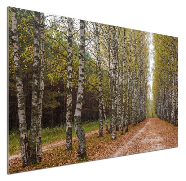 Dekorační panel sklo Alej bříz pksh-111097387
