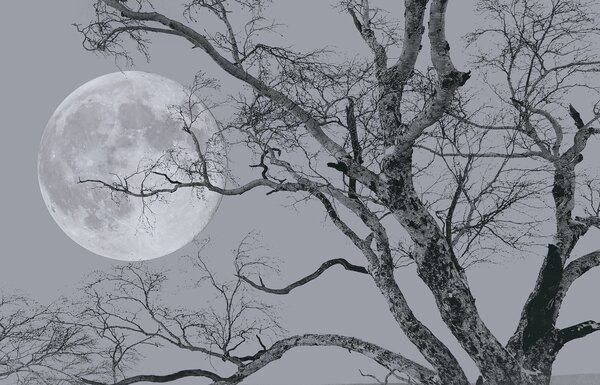 Fototapeta Strom s větvemi a měsícem v pozadí, Přírodní fototapety, Populární fototapety, u19208 - Tapeko.co.cz