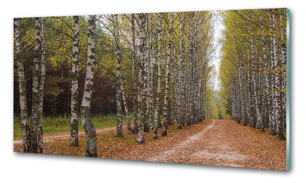 Dekorační panel sklo Alej bříz pksh-111097387