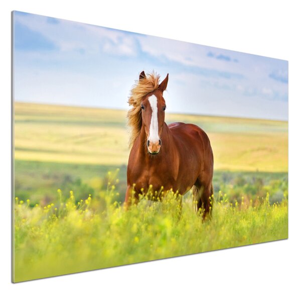 Dekorační panel sklo Hnědý kůň pksh-111439137