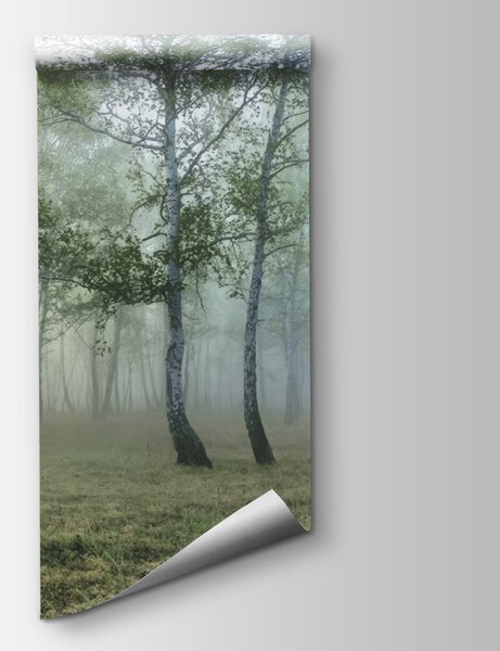 Fototapeta Mlžný les se stromy, Designové fototapety na zeď, Populární fototapety, u25820 - Tapeko.co.cz