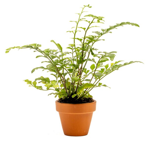 Asplenium Parvati, průměr 6 cm Sleziník