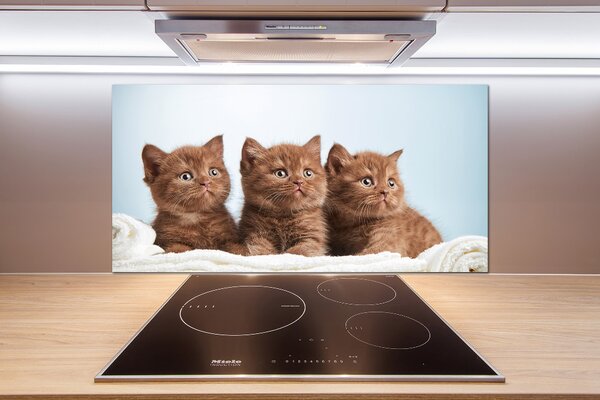 Panel do kuchyně Kočky na ručníku pksh-115160292