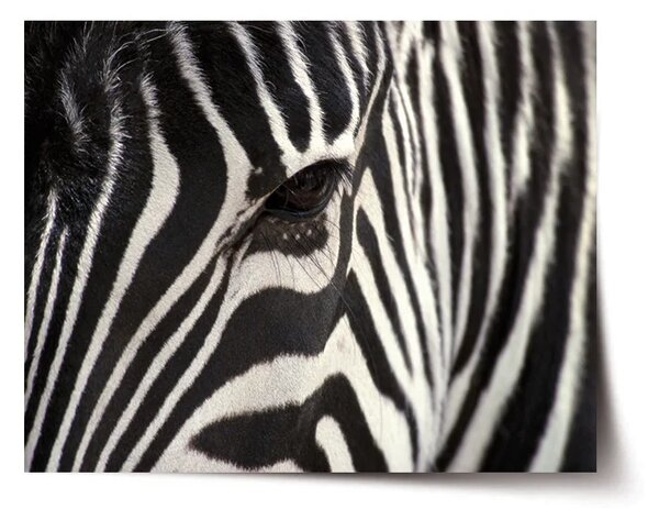 Sablio Plakát Detail zebra - 60x40 cm
