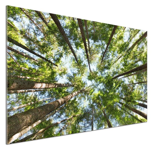 Dekorační panel sklo Koruna stromů pksh-119047799
