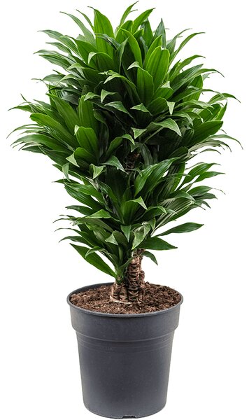 Dracaena fragrans Compacta, průměr 24 cm Dracéna vonná, dračinec