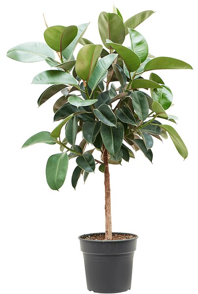 Ficus elastica Robusta, průměr 30 cm Fíkovník pryžodárný, Fíkovník, Gumovník