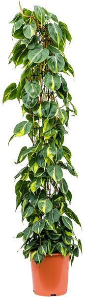Philodendron scandens Brasil, průměr 27 cm Filodendron