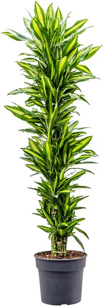 Dracaena fragrans Cintho, průměr 34 cm Dracéna vonná, dračinec