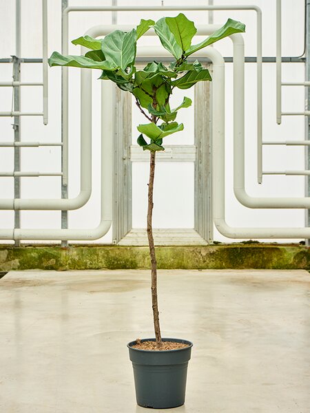 Ficus lyrata, průměr 30 cm Fíkovník lyrovitý