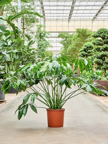 Philodendron Green Wonder, průměr 34 cm Filodendron