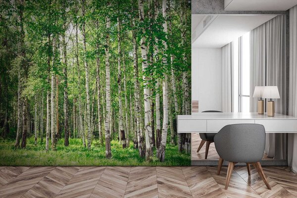 Fototapeta Skupina stromů v lese, Přírodní fototapety, Populární fototapety, u52530 - Tapeko.co.cz