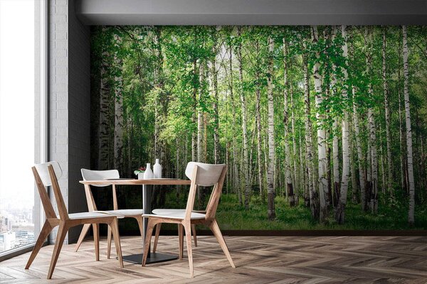 Fototapeta Skupina stromů v lese, Přírodní fototapety, Populární fototapety, u52530 - Tapeko.co.cz