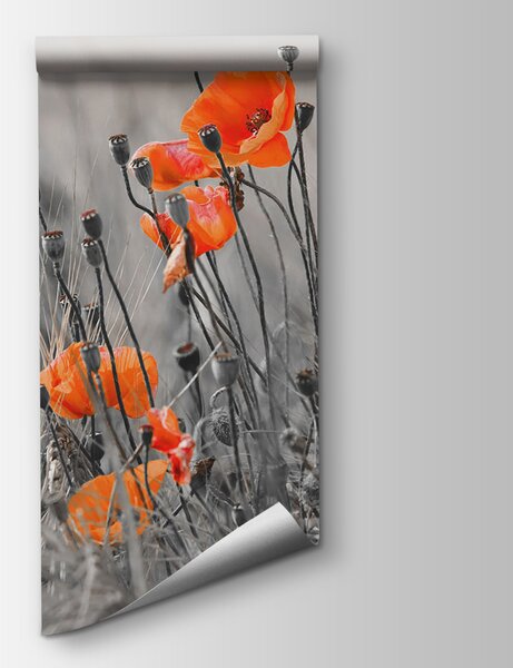 Fototapeta Oranžové květy na poli, Designové fototapety na zeď, Populární fototapety, u53411 - Tapeko.co.cz