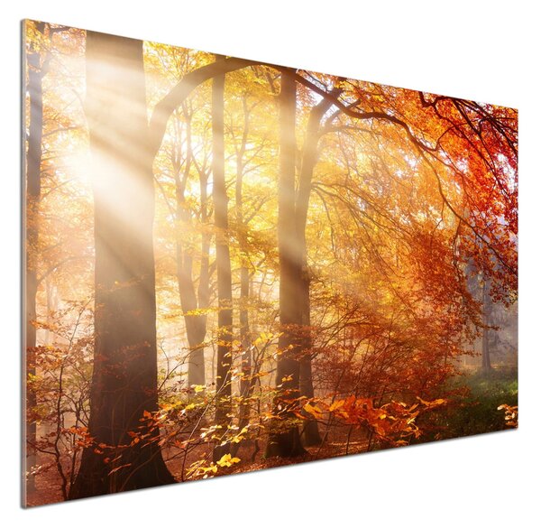 Dekorační panel sklo Podzimní les pksh-122248477