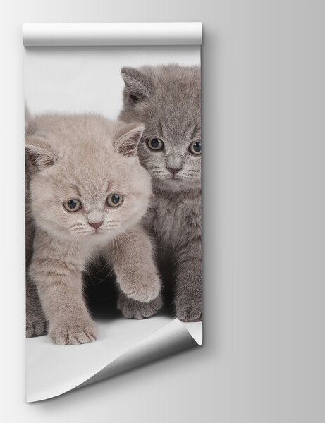 Fototapeta Skupina koťat stojících pohromadě, Fototapety se zvířaty, Populární fototapety, u55076 - Tapeko.co.cz
