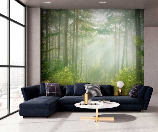 Fototapeta Cesta lesem se stromy a keři, Lesní fototapety, Populární fototapety, u56162 - Tapeko.co.cz