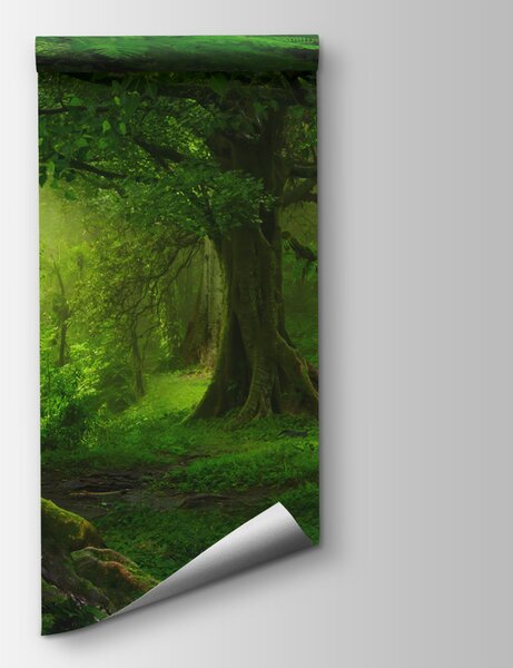 Fototapeta Les se stromy a rostlinami, Přírodní fototapety, Populární fototapety, u56167 - Tapeko.co.cz