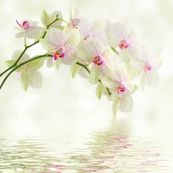 Fototapeta Jemné orchideje nad jemnou vodou, Květinové fototapety, Populární fototapety, u56335 - Tapeko.co.cz