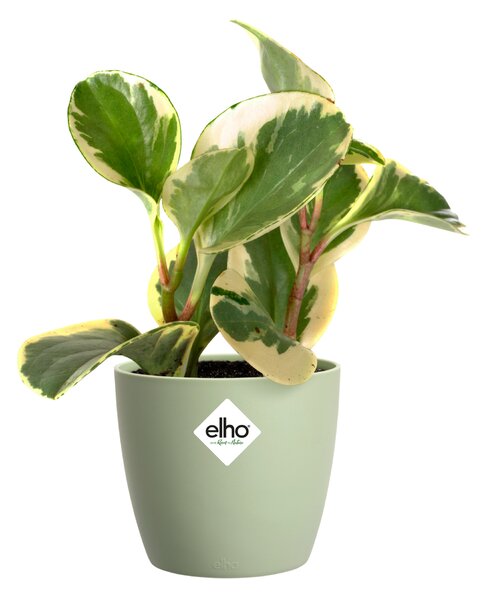 Obal Brussels Classic 18 cm, zelená