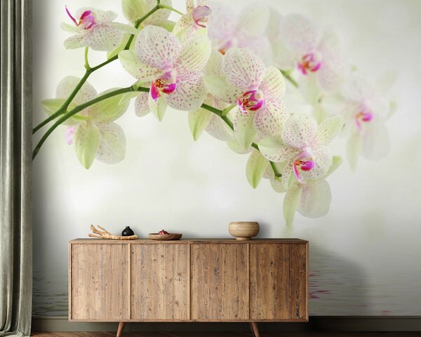 Fototapeta Jemné orchideje nad jemnou vodou, Květinové fototapety, Populární fototapety, u56335 - Tapeko.co.cz