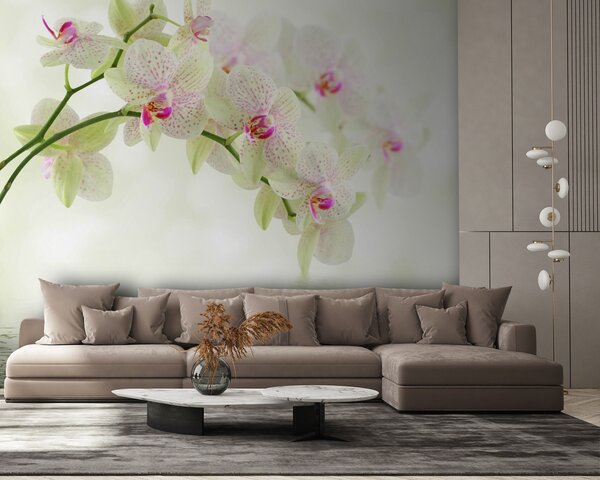 Fototapeta Jemné orchideje nad jemnou vodou, Květinové fototapety, Populární fototapety, u56335 - Tapeko.co.cz