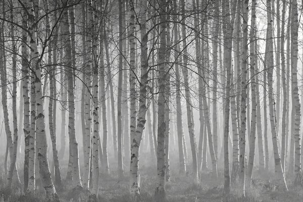 Fototapeta Skupina stromů v lese, Lesní fototapety, Populární fototapety, u58971 - Tapeko.co.cz