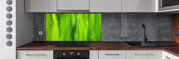 Dekorační panel sklo Mladý oves pksh-132303830