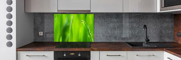 Dekorační panel sklo Mladý oves pksh-132303830