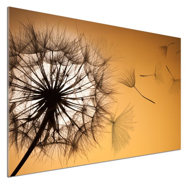Dekorační panel sklo Pampeliška pksh-142874963