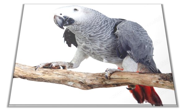 Skleněné prkénko papoušek Žako bílý podklad - 30x20cm