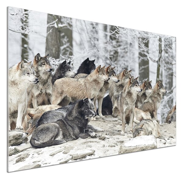 Dekorační panel sklo Vlci a zima pksh-171243935