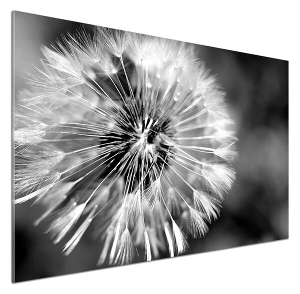 Skleněný panel do kuchynské linky Pampelišky pksh-23529298