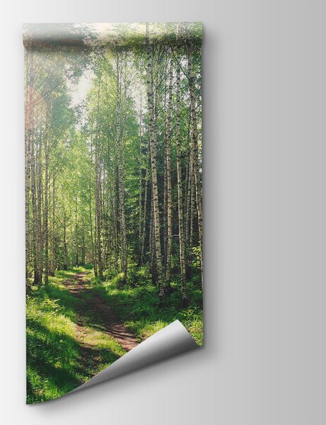 Fototapeta Cesta lesem stromů, Lesní fototapety, Populární fototapety, u74235 - Tapeko.co.cz