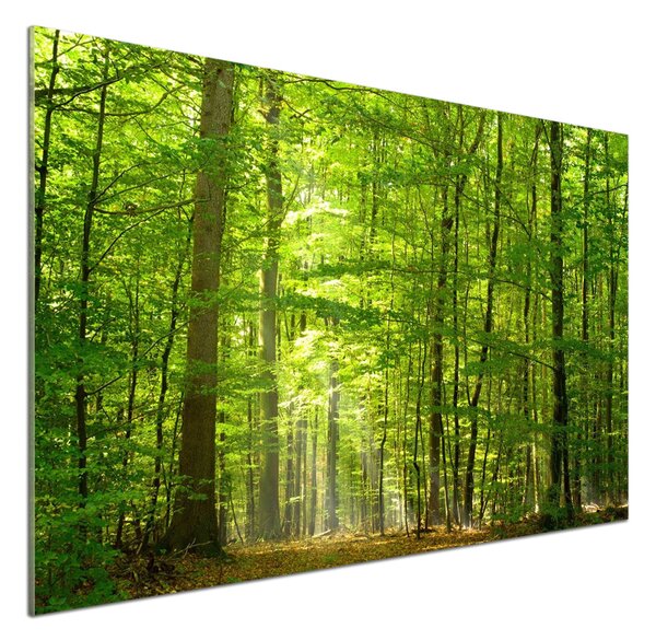 Panel do kuchyně Listnatý strom pksh-31250020