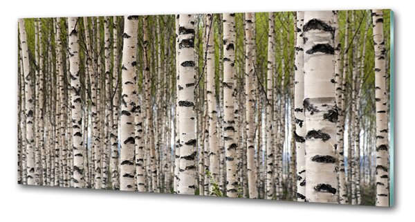 Dekorační panel sklo Břízový les pksh-31867188